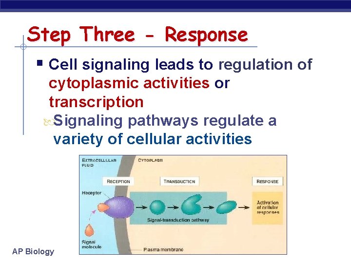 Step Three - Response § Cell signaling leads to regulation of cytoplasmic activities or