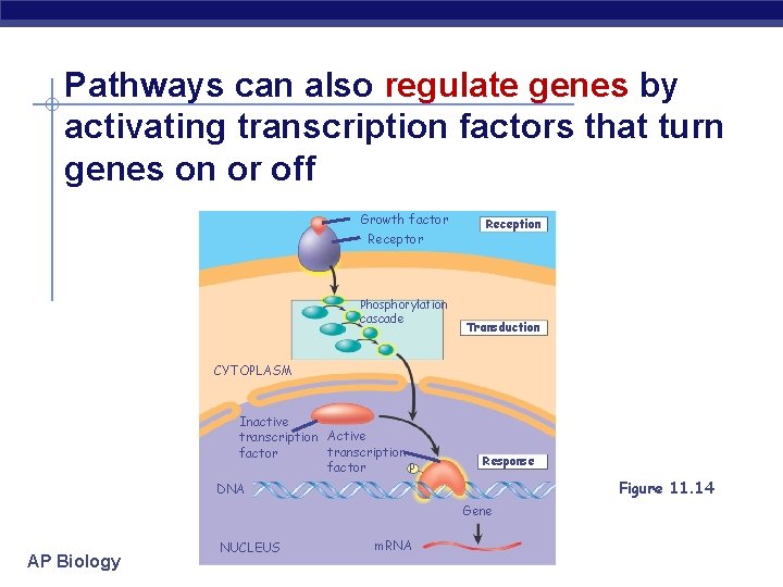 Pathways can also regulate genes by activating transcription factors that turn genes on or
