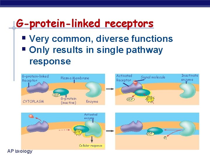 G-protein-linked receptors § Very common, diverse functions § Only results in single pathway response
