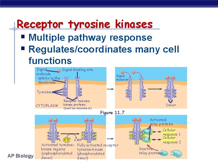 Receptor tyrosine kinases § Multiple pathway response § Regulates/coordinates many cell functions Signal-binding site