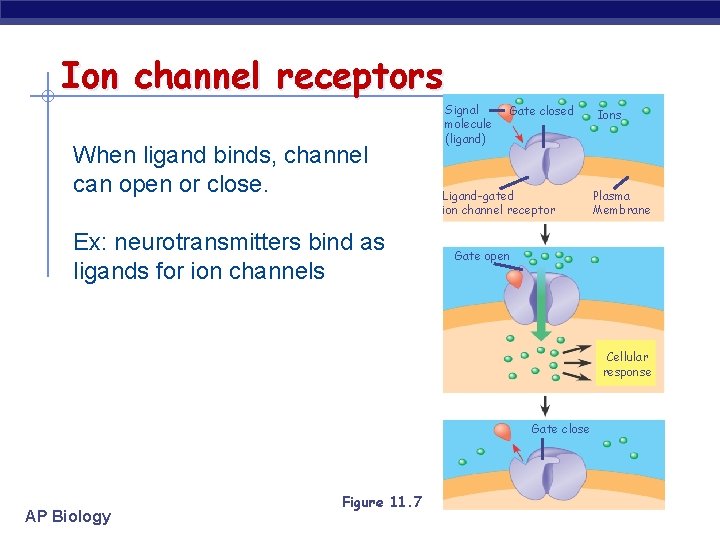 Ion channel receptors When ligand binds, channel can open or close. Ex: neurotransmitters bind
