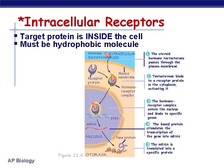 *Intracellular Receptors § Target protein is INSIDE the cell § Must be hydrophobic molecule