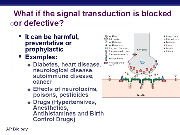 What if the signal transduction is blocked or defective? § It can be harmful,