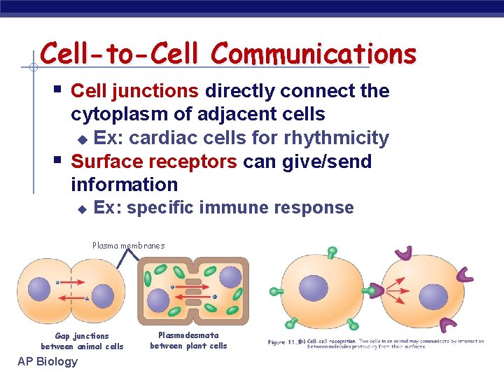 Cell-to-Cell Communications § Cell junctions directly connect the § cytoplasm of adjacent cells u