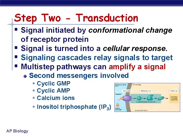 Step Two - Transduction § Signal initiated by conformational change § § § of