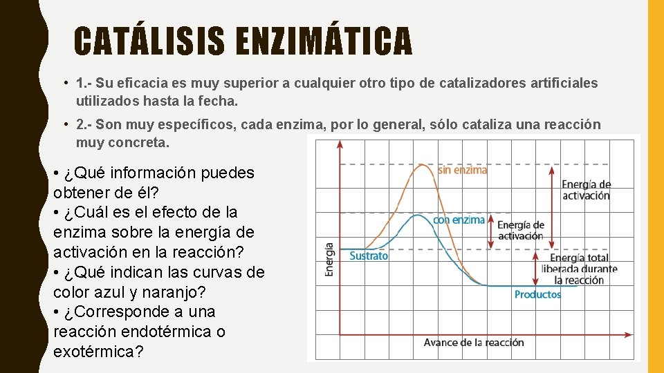 CATÁLISIS ENZIMÁTICA • 1. - Su eficacia es muy superior a cualquier otro tipo