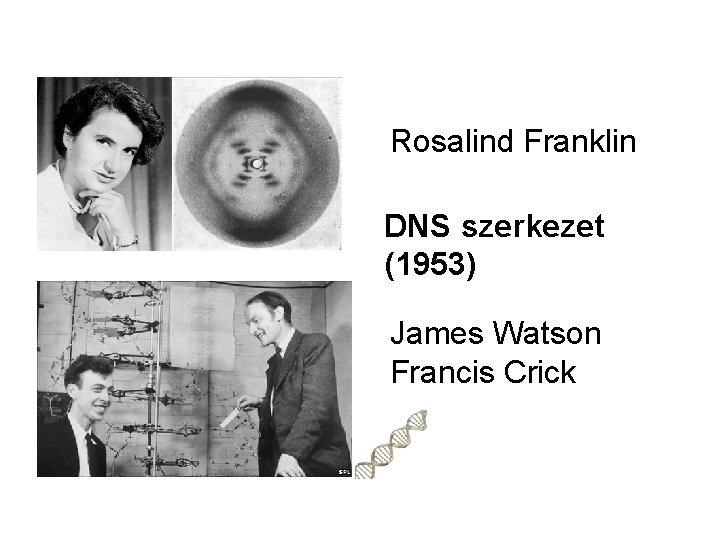 Rosalind Franklin DNS szerkezet (1953) James Watson Francis Crick 