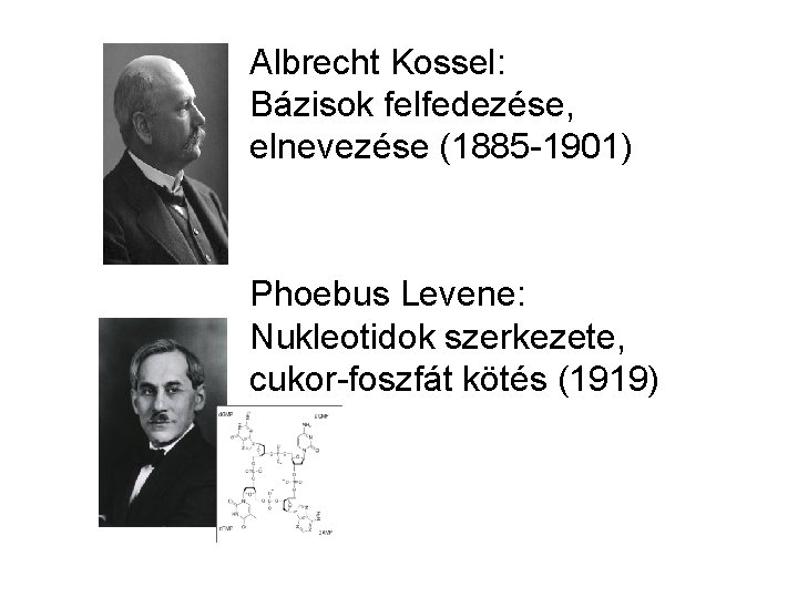 Albrecht Kossel: Bázisok felfedezése, elnevezése (1885 -1901) Phoebus Levene: Nukleotidok szerkezete, cukor-foszfát kötés (1919)