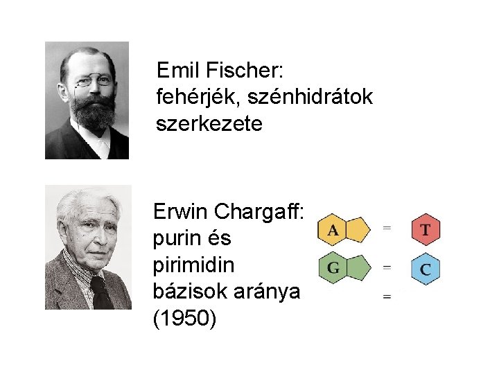 Emil Fischer: fehérjék, szénhidrátok szerkezete Erwin Chargaff: purin és pirimidin bázisok aránya (1950) 