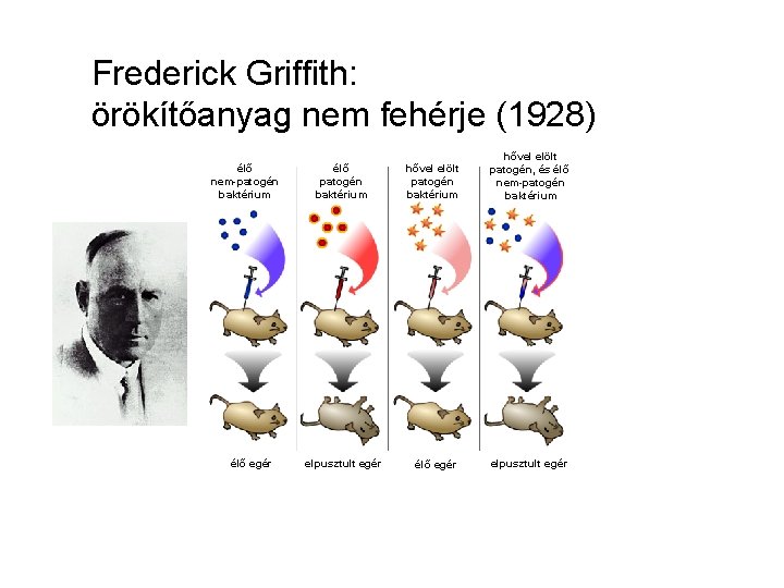 Frederick Griffith: örökítőanyag nem fehérje (1928) élő nem-patogén baktérium élő egér élő patogén baktérium