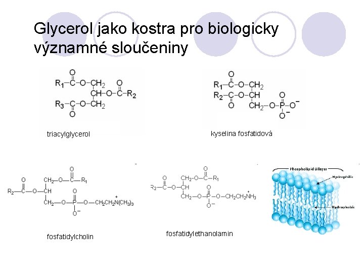 Glycerol jako kostra pro biologicky významné sloučeniny triacylglycerol fosfatidylcholin kyselina fosfatidová fosfatidylethanolamin 