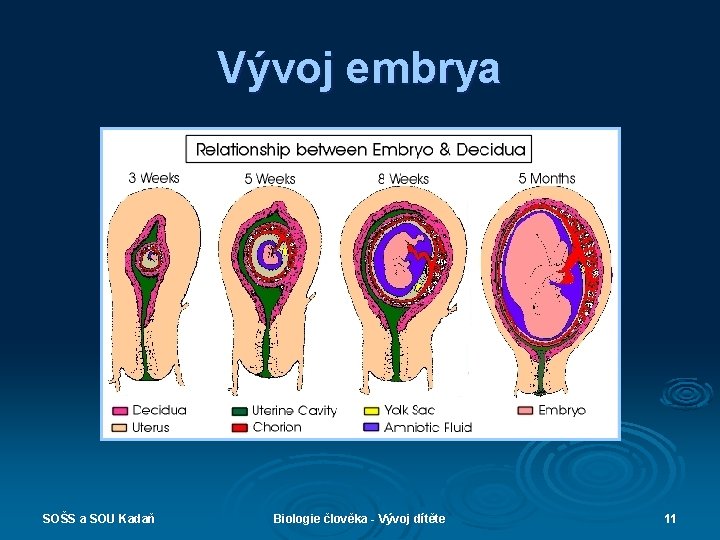 Vývoj embrya SOŠS a SOU Kadaň Biologie člověka - Vývoj dítěte 11 