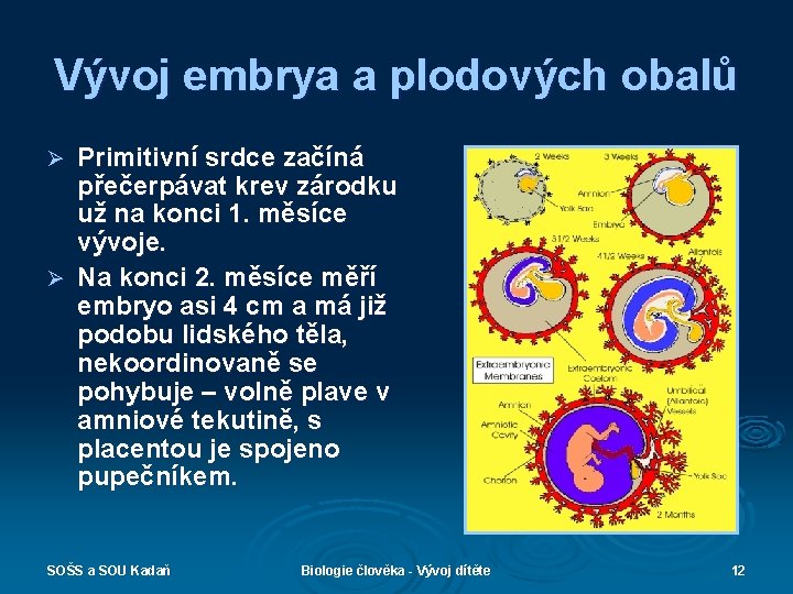 Vývoj embrya a plodových obalů Primitivní srdce začíná přečerpávat krev zárodku už na konci