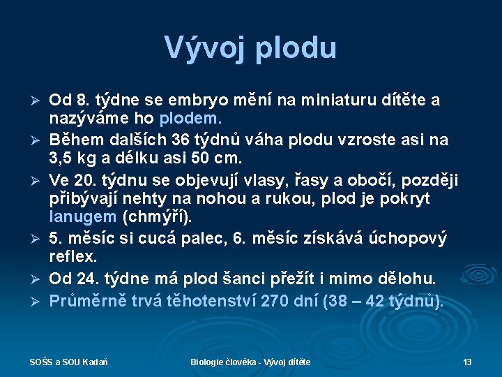 Vývoj plodu Ø Ø Ø Od 8. týdne se embryo mění na miniaturu dítěte