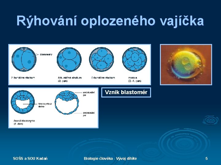 Rýhování oplozeného vajíčka Vznik blastomér SOŠS a SOU Kadaň Biologie člověka - Vývoj dítěte