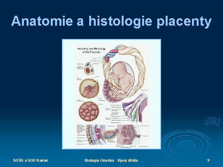 Anatomie a histologie placenty SOŠS a SOU Kadaň Biologie člověka - Vývoj dítěte 9