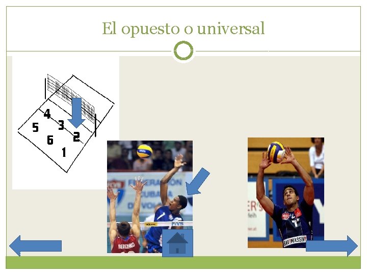 El opuesto o universal 
