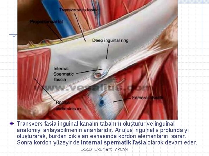 Transvers fasia inguinal kanalın tabanını oluşturur ve inguinal anatomiyi anlayabilmenin anahtarıdır. Anulus inguinalis profunda’yı