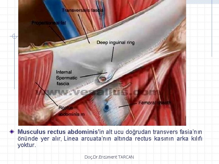 Musculus rectus abdominis’in alt ucu doğrudan transvers fasia’nın önünde yer alır, Linea arcuata’nın altında