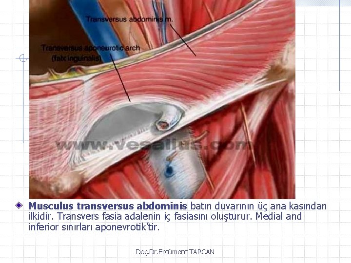 Musculus transversus abdominis batın duvarının üç ana kasından ilkidir. Transvers fasia adalenin iç fasiasını