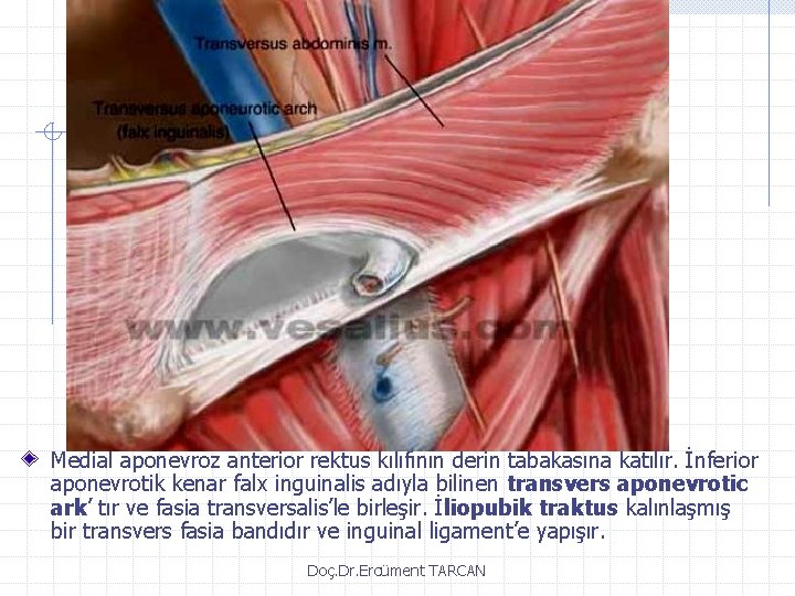 Medial aponevroz anterior rektus kılıfının derin tabakasına katılır. İnferior aponevrotik kenar falx inguinalis adıyla