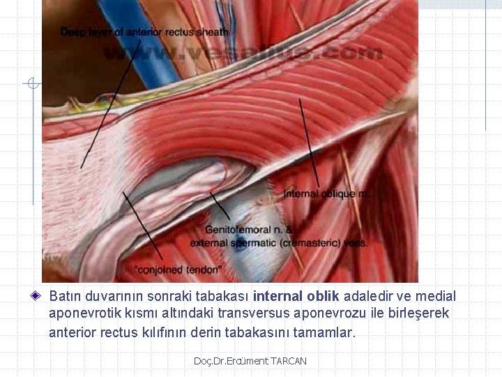 Batın duvarının sonraki tabakası internal oblik adaledir ve medial aponevrotik kısmı altındaki transversus aponevrozu