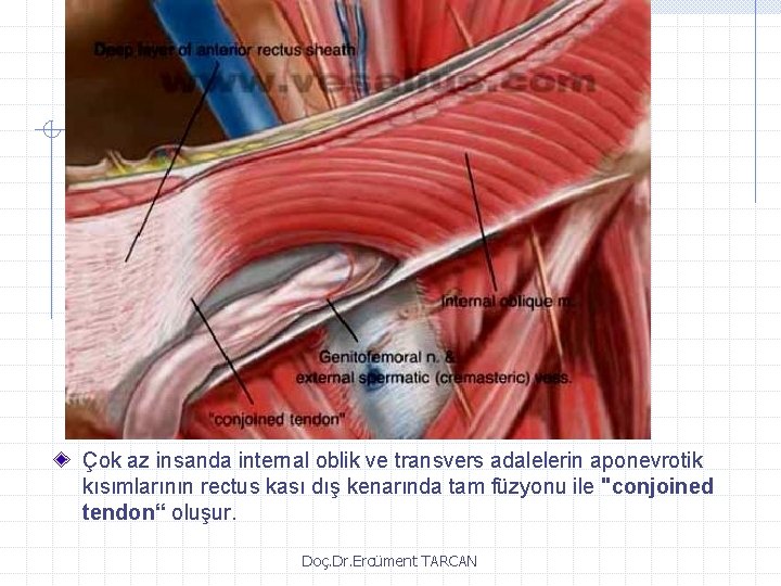 Çok az insanda internal oblik ve transvers adalelerin aponevrotik kısımlarının rectus kası dış kenarında