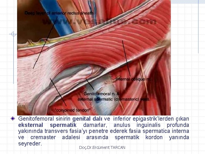 Genitofemoral sinirin genital dalı ve inferior epigastrik’lerden çıkan eksternal spermatik damarlar, anulus inguinalis profunda