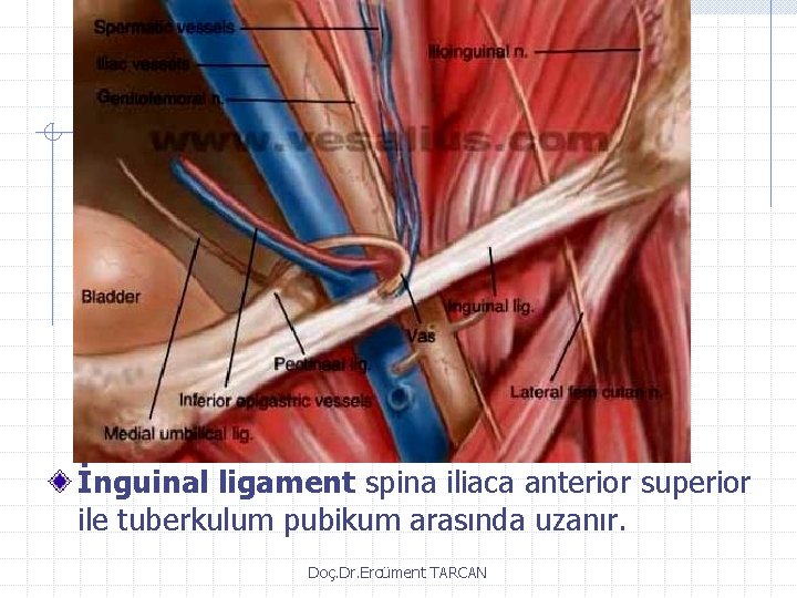 İnguinal ligament spina iliaca anterior superior ile tuberkulum pubikum arasında uzanır. Doç. Dr. Ercüment