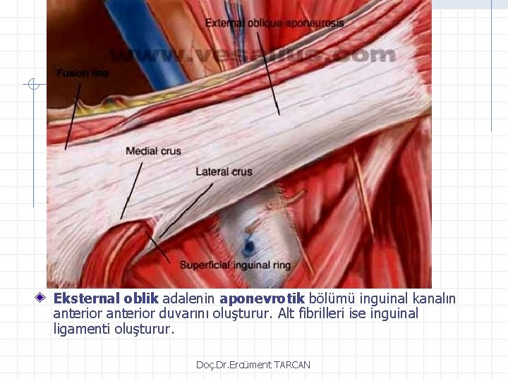 Eksternal oblik adalenin aponevrotik bölümü inguinal kanalın anterior duvarını oluşturur. Alt fibrilleri ise inguinal