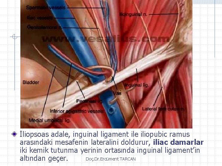 İliopsoas adale, inguinal ligament ile iliopubic ramus arasındaki mesafenin lateralini doldurur, iliac damarlar iki