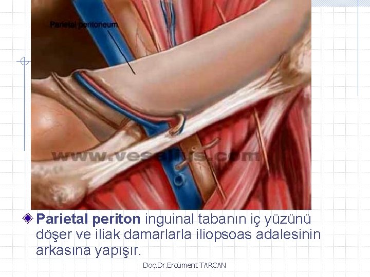 Parietal periton inguinal tabanın iç yüzünü döşer ve iliak damarlarla iliopsoas adalesinin arkasına yapışır.