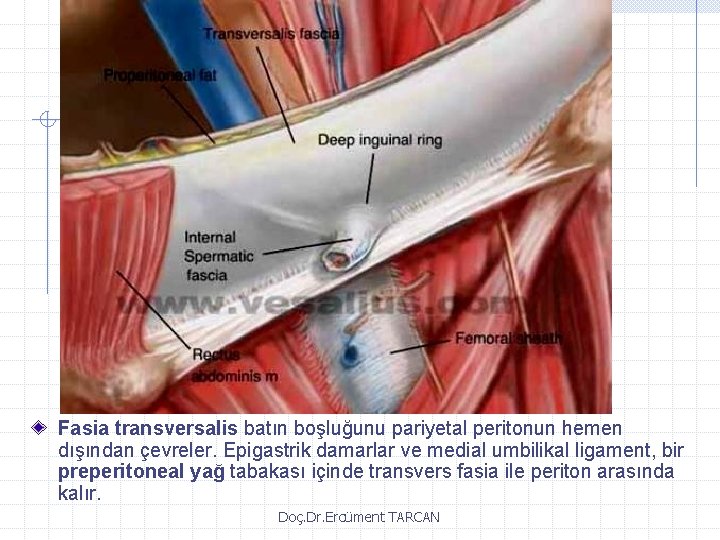 Fasia transversalis batın boşluğunu pariyetal peritonun hemen dışından çevreler. Epigastrik damarlar ve medial umbilikal