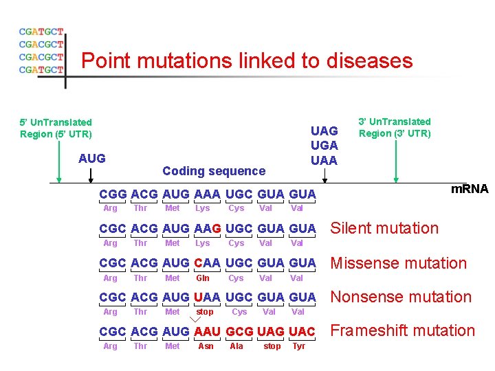 Point mutations linked to diseases 5’ Un. Translated Region (5’ UTR) AUG UAG UGA