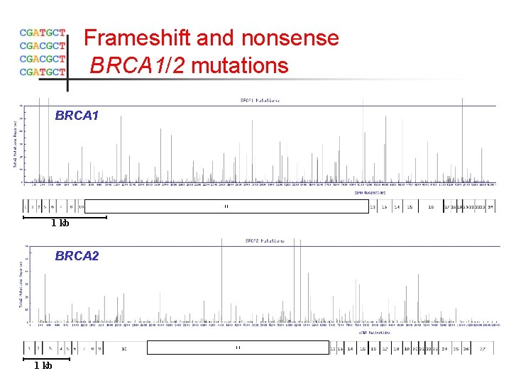 Frameshift and nonsense BRCA 1/2 mutations BRCA 1 11 1 kb BRCA 2 11
