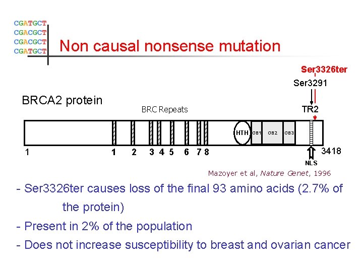 Non causal nonsense mutation Ser 3326 ter Ser 3291 BRCA 2 protein BRC Repeats