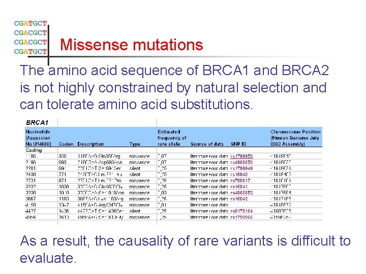 Missense mutations The amino acid sequence of BRCA 1 and BRCA 2 is not