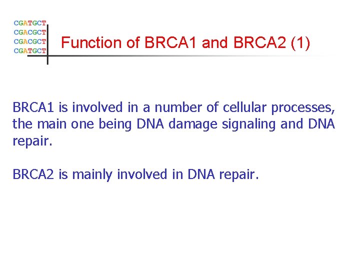 Function of BRCA 1 and BRCA 2 (1) BRCA 1 is involved in a