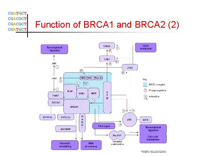 Function of BRCA 1 and BRCA 2 (2) 