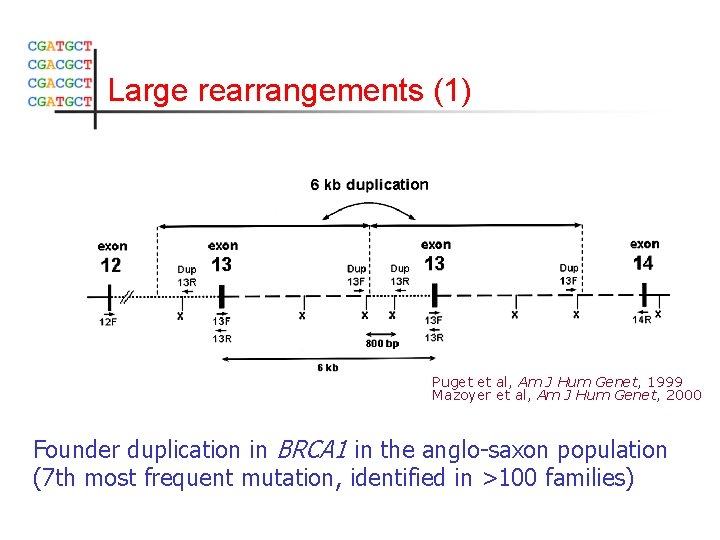 Large rearrangements (1) Puget et al, Am J Hum Genet, 1999 Mazoyer et al,