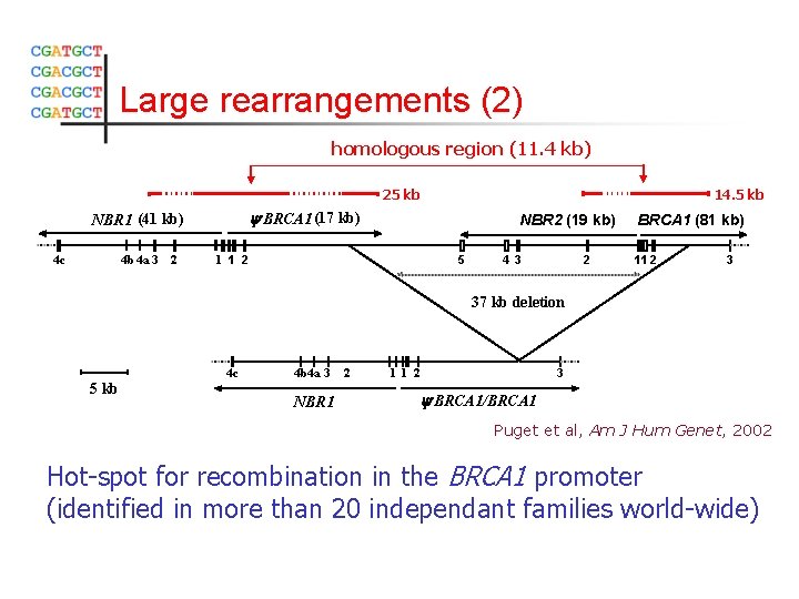 Large rearrangements (2) homologous region (11. 4 kb) 25 kb y BRCA 1 (17