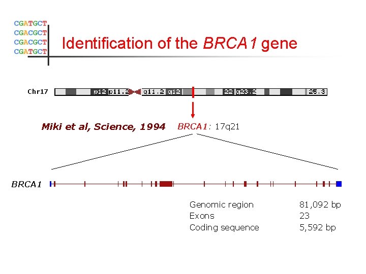 Identification of the BRCA 1 gene Chr 17 Miki et al, Science, 1994 BRCA