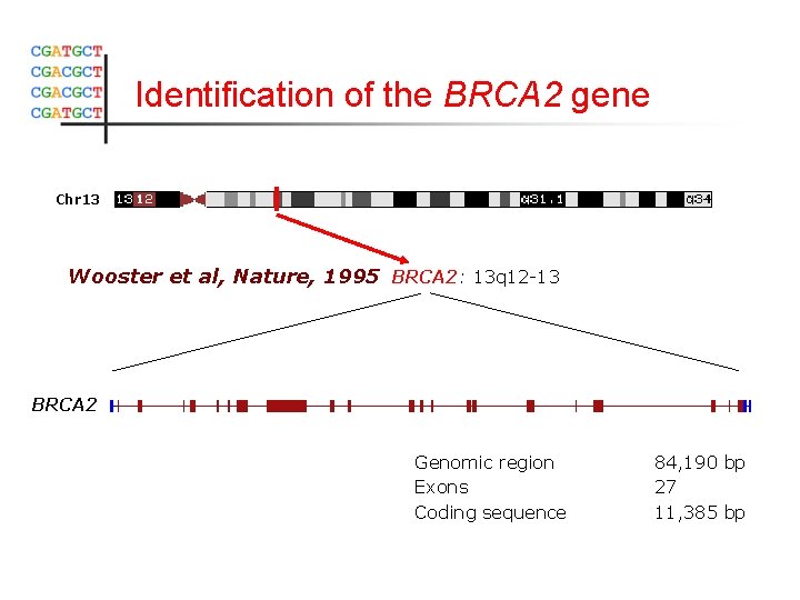 Identification of the BRCA 2 gene Chr 13 Wooster et al, Nature, 1995 BRCA