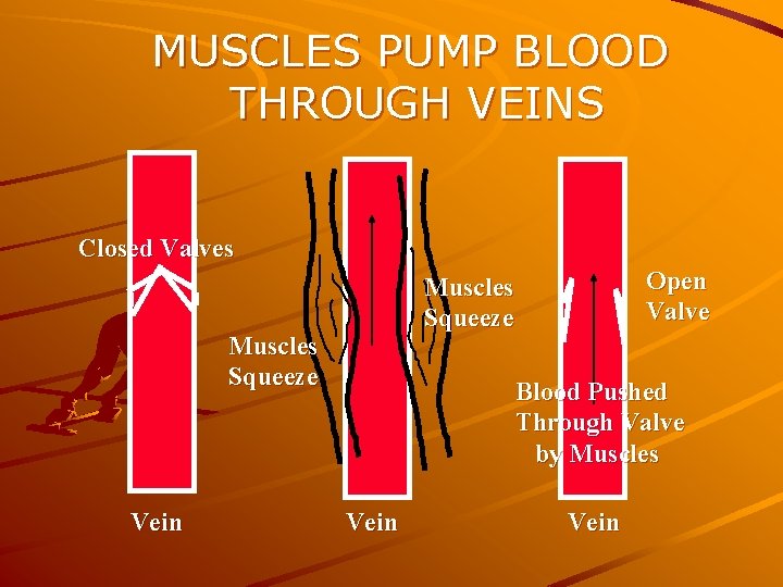 MUSCLES PUMP BLOOD THROUGH VEINS Closed Valves Muscles Squeeze Vein Open Valve Muscles Squeeze