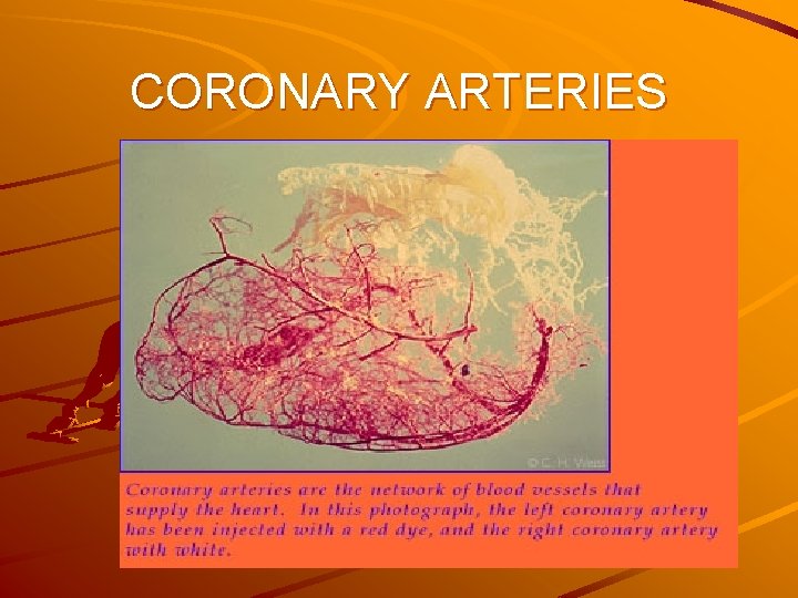 CORONARY ARTERIES 