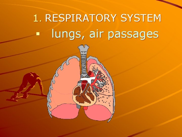 1. RESPIRATORY SYSTEM § lungs, air passages 