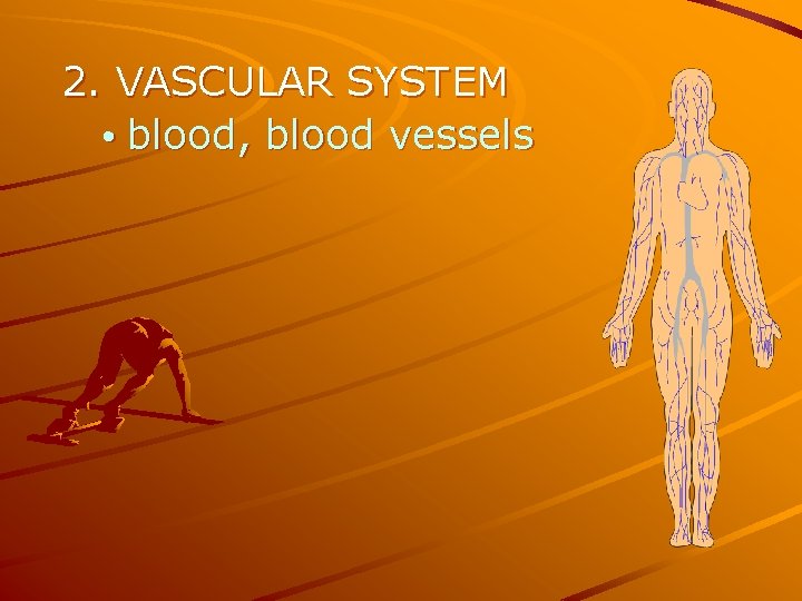 2. VASCULAR SYSTEM • blood, blood vessels 