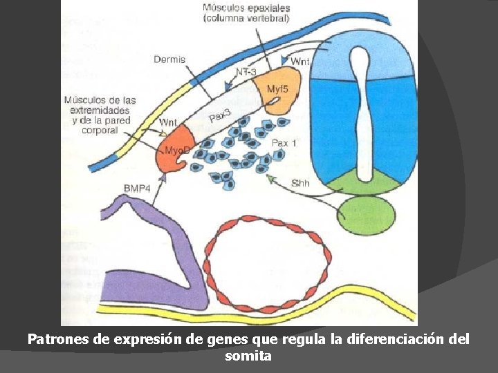 Patrones de expresión de genes que regula la diferenciación del somita 