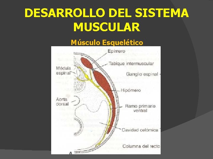 DESARROLLO DEL SISTEMA MUSCULAR Músculo Esquelético 