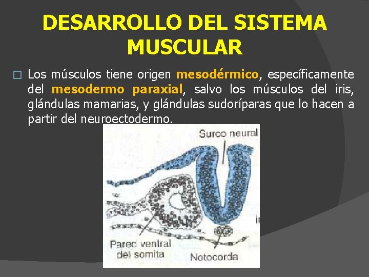 DESARROLLO DEL SISTEMA MUSCULAR � Los músculos tiene origen mesodérmico, específicamente del mesodermo paraxial,